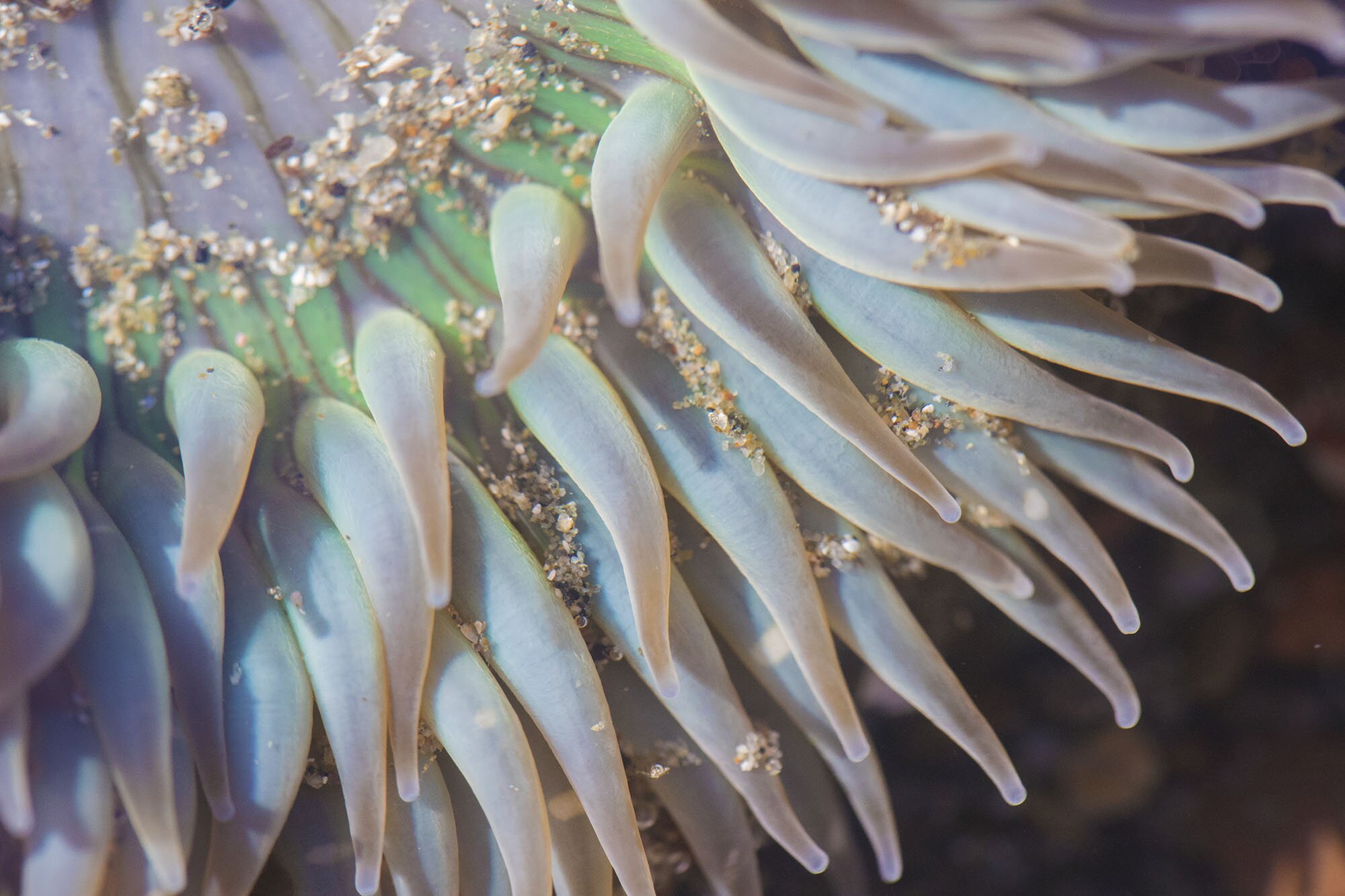 Improve Macro Photography (3)